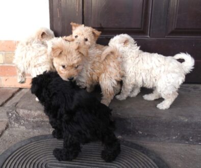 472208052_1127219212743455_1456963223481115494_n